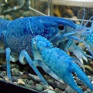 觀賞蝦怎么養(yǎng) 觀賞蝦怎么養(yǎng) 2025長城杯龍魚大賽 第4張