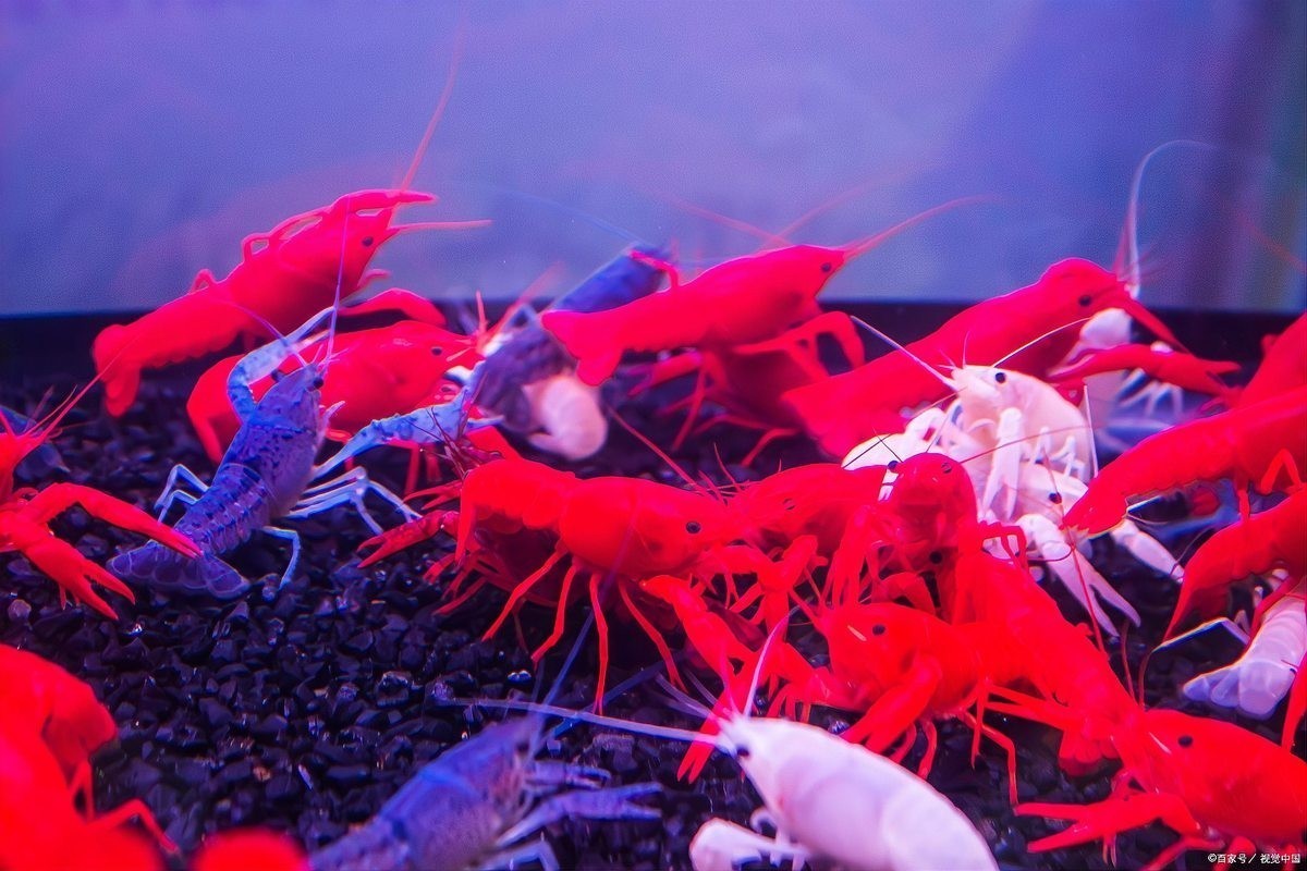 觀賞蝦怎么養(yǎng) 觀賞蝦怎么養(yǎng) 2025長城杯龍魚大賽 第2張