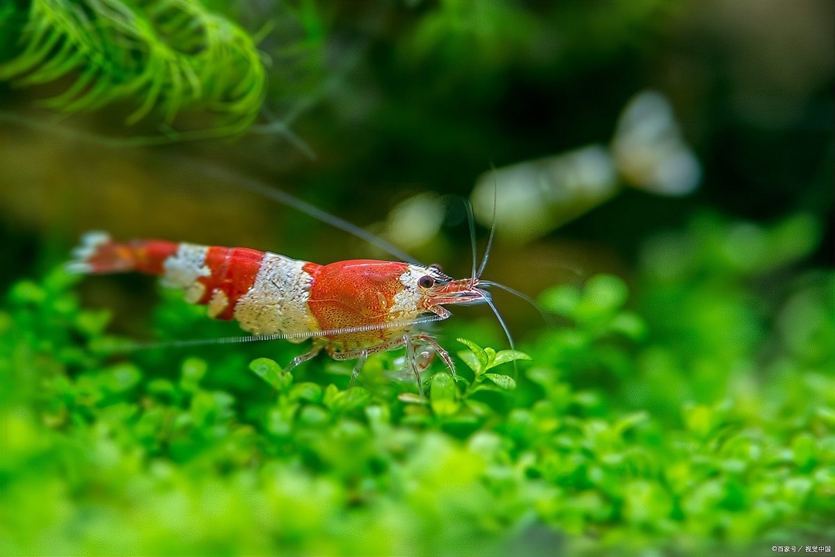觀賞蝦怎么養(yǎng) 觀賞蝦怎么養(yǎng) 2025長城杯龍魚大賽 第9張