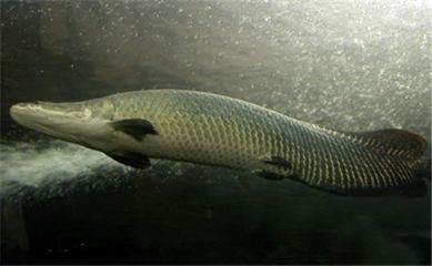 熱帶魚的生態(tài)環(huán)境揭秘：海象魚的飼養(yǎng)技巧