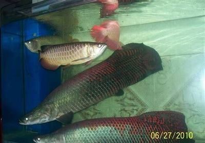 熱帶魚的生態(tài)環(huán)境揭秘：海象魚的飼養(yǎng)技巧