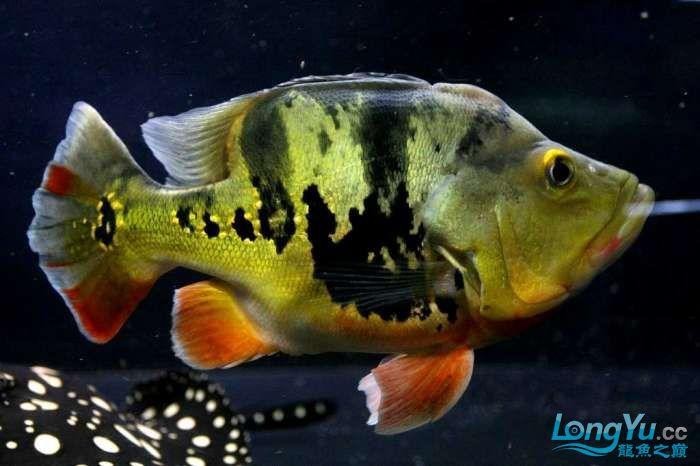 提供幾張福龍魚的高清圖片
