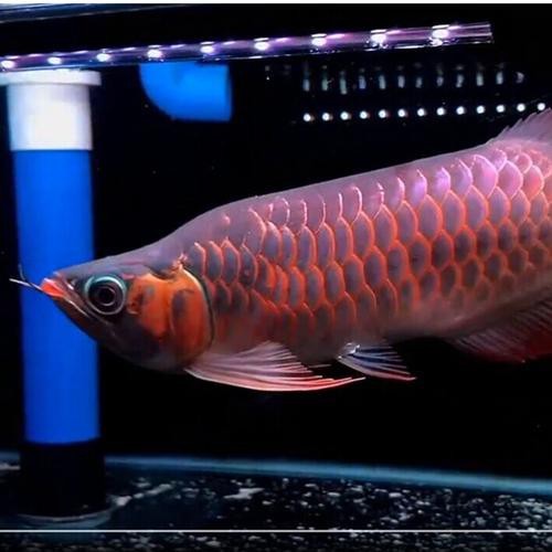 提供幾張福龍魚的高清圖片