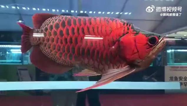 提供幾張福龍魚的高清圖片