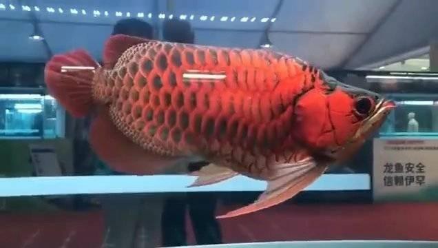 提供幾張福龍魚的高清圖片