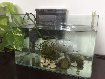 好魚缸多久換一次水合適（好魚缸多久換一次水合適魚缸換水的頻率并沒有一個固定標準）