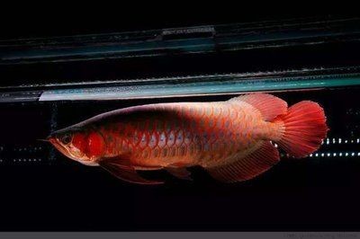 家里的龍魚突然死亡寓意（家里的龍魚突然死亡寓意或象征意義解釋龍魚突然死亡寓意）