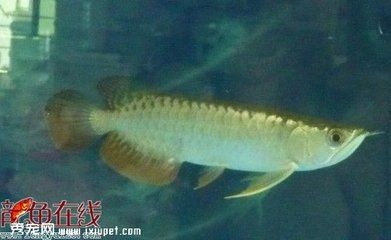 金龍魚比賽評(píng)判標(biāo)準(zhǔn)最新：福州金魚大賽裁判長(zhǎng)揭秘蘭壽評(píng)分標(biāo)準(zhǔn)及評(píng)分標(biāo)準(zhǔn)