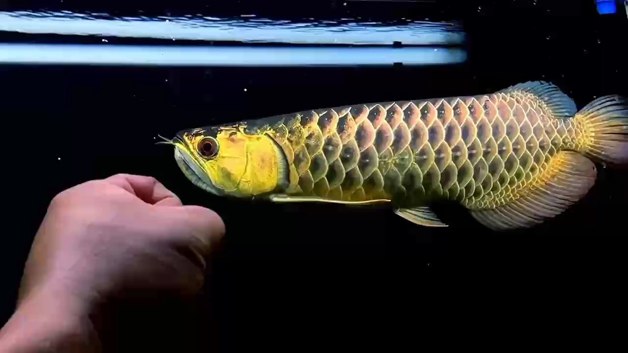 飼料 古典炮彈頭43公分 龍魚(yú)論壇 古典炮彈頭43公分 古典炮彈頭43公分 龍魚(yú)論壇