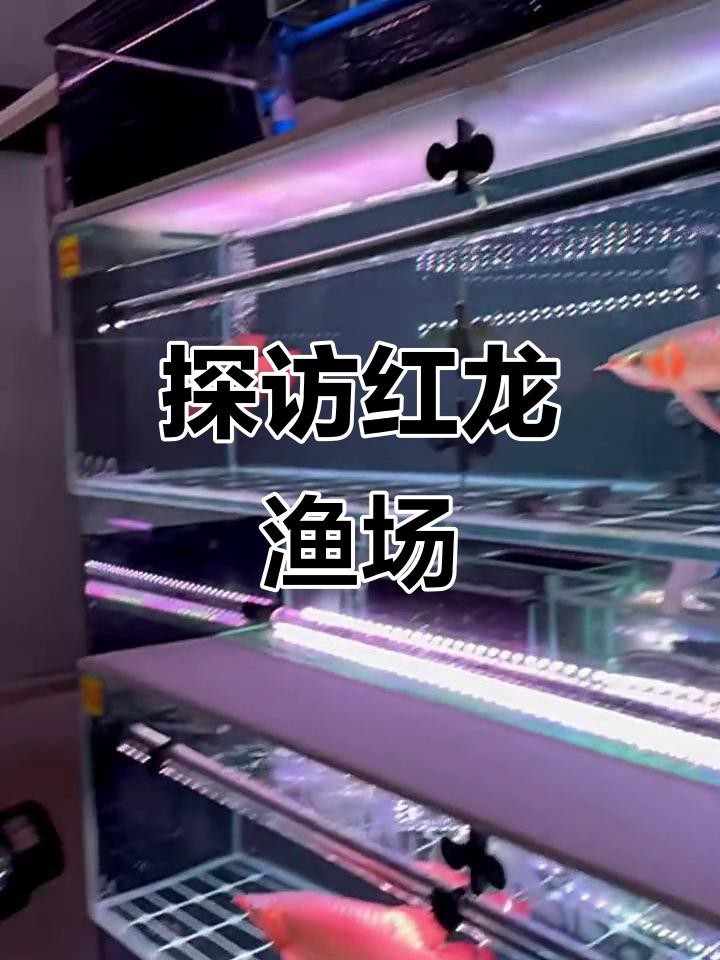 給我推薦一些紅龍魚場 給我推薦一些紅龍魚場 龍魚論壇 第5張