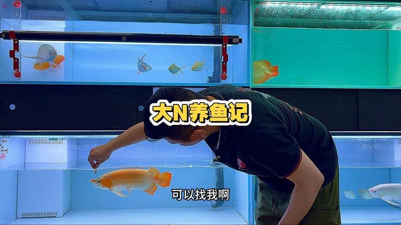 給我推薦一些紅龍魚場 給我推薦一些紅龍魚場 龍魚論壇 第9張