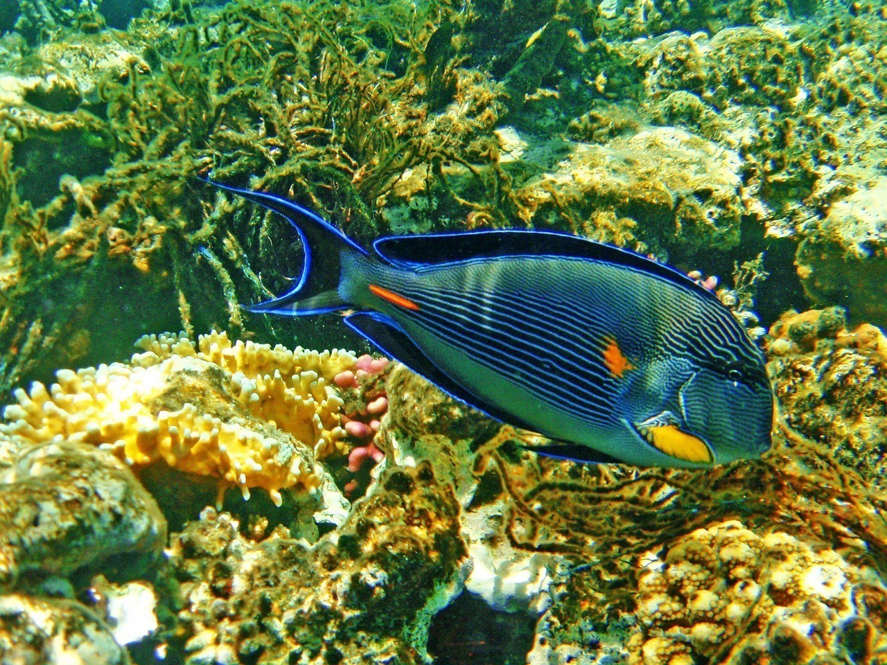 是鰩魚啊
