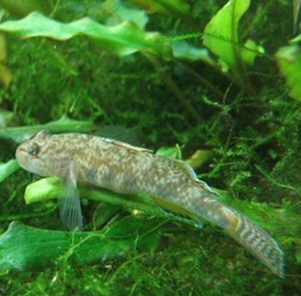 紅狼牙鰕虎魚(yú)功效