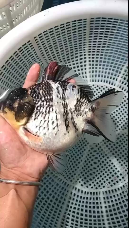 觀賞魚，行運金魚