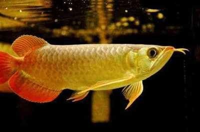 價值百萬的金龍魚價格是多少錢（價值百萬的金龍魚價格是多少金龍魚價格是多少錢一條） 價值百萬的金龍魚價格是多少錢（價值百萬的金龍魚價格是多少金龍魚價格是多少錢一條） 龍魚百科 第3張