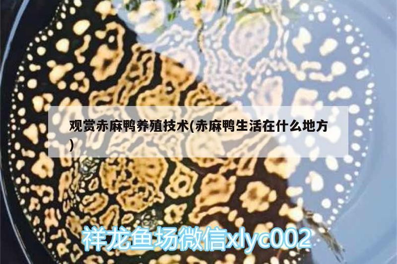 觀賞赤麻鴨養殖技術(赤麻鴨生活在什么地方)