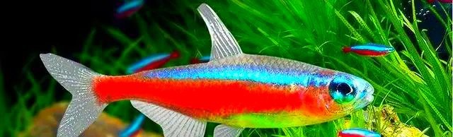 帝王燈魚會吃紅綠燈嗎
