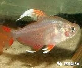 帝王燈魚會吃紅綠燈嗎