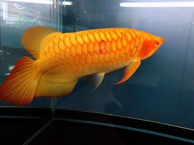 龍魚蒙眼病怎么治療最好，如何預防龍魚患上蒙眼病