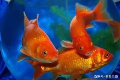 龍魚蒙眼病怎么治療最好，如何預防龍魚患上蒙眼病