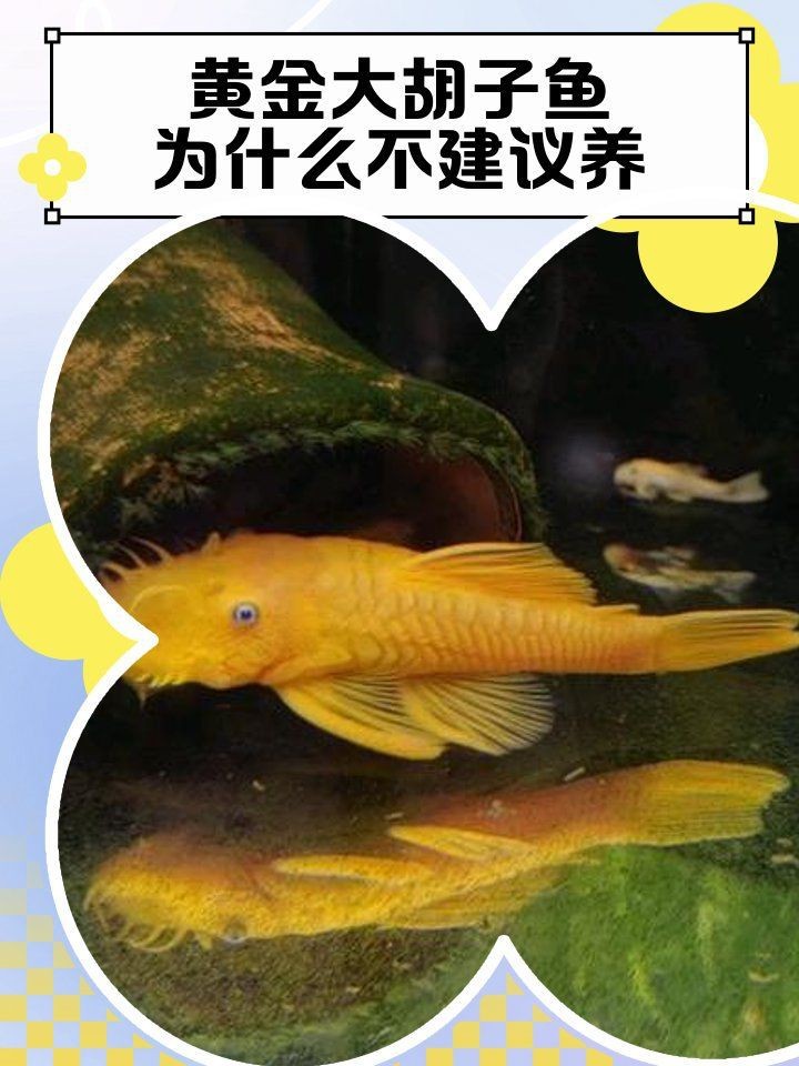 胡子魚好養活嗎 胡子魚好養活嗎 龍魚論壇 第1張