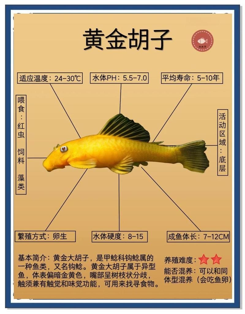胡子魚好養活嗎 胡子魚好養活嗎 龍魚論壇 第3張