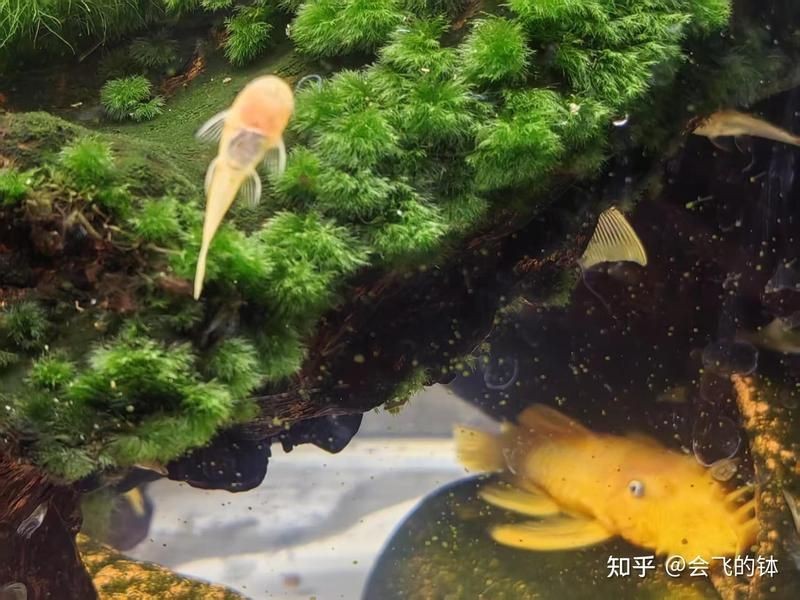 胡子魚好養活嗎 胡子魚好養活嗎 龍魚論壇 第5張