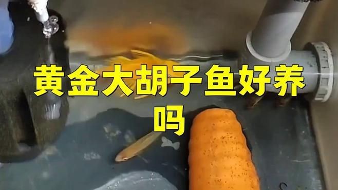 胡子魚好養活嗎 胡子魚好養活嗎 龍魚論壇 第15張