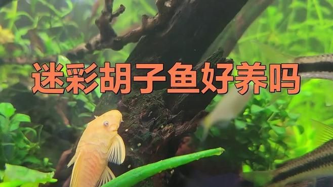 胡子魚好養活嗎 胡子魚好養活嗎 龍魚論壇 第13張