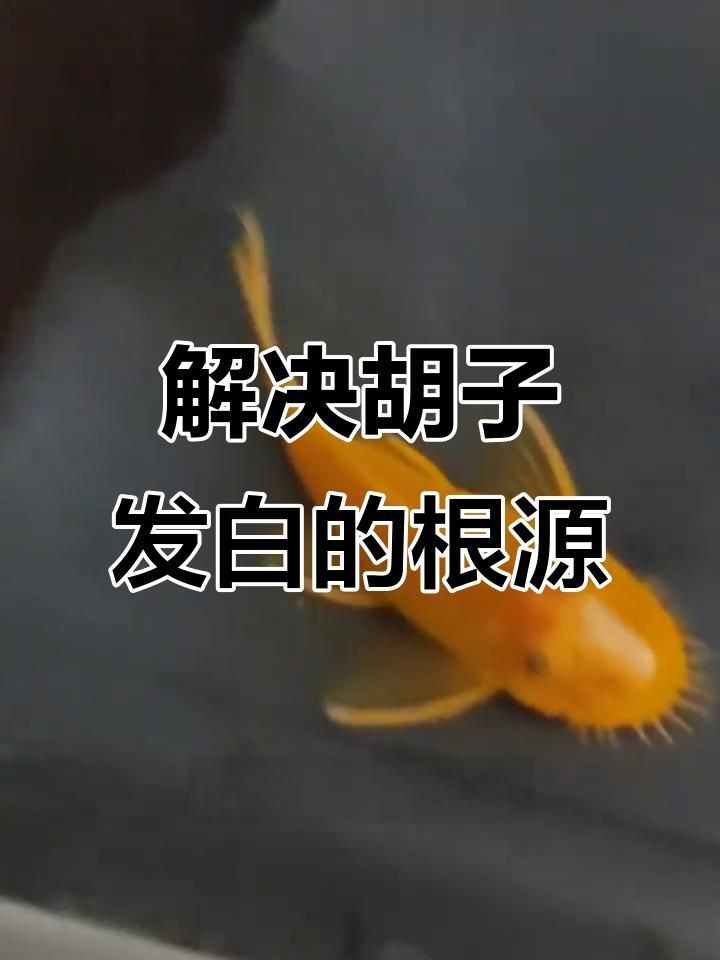 胡子魚好養活嗎 胡子魚好養活嗎 龍魚論壇 第17張