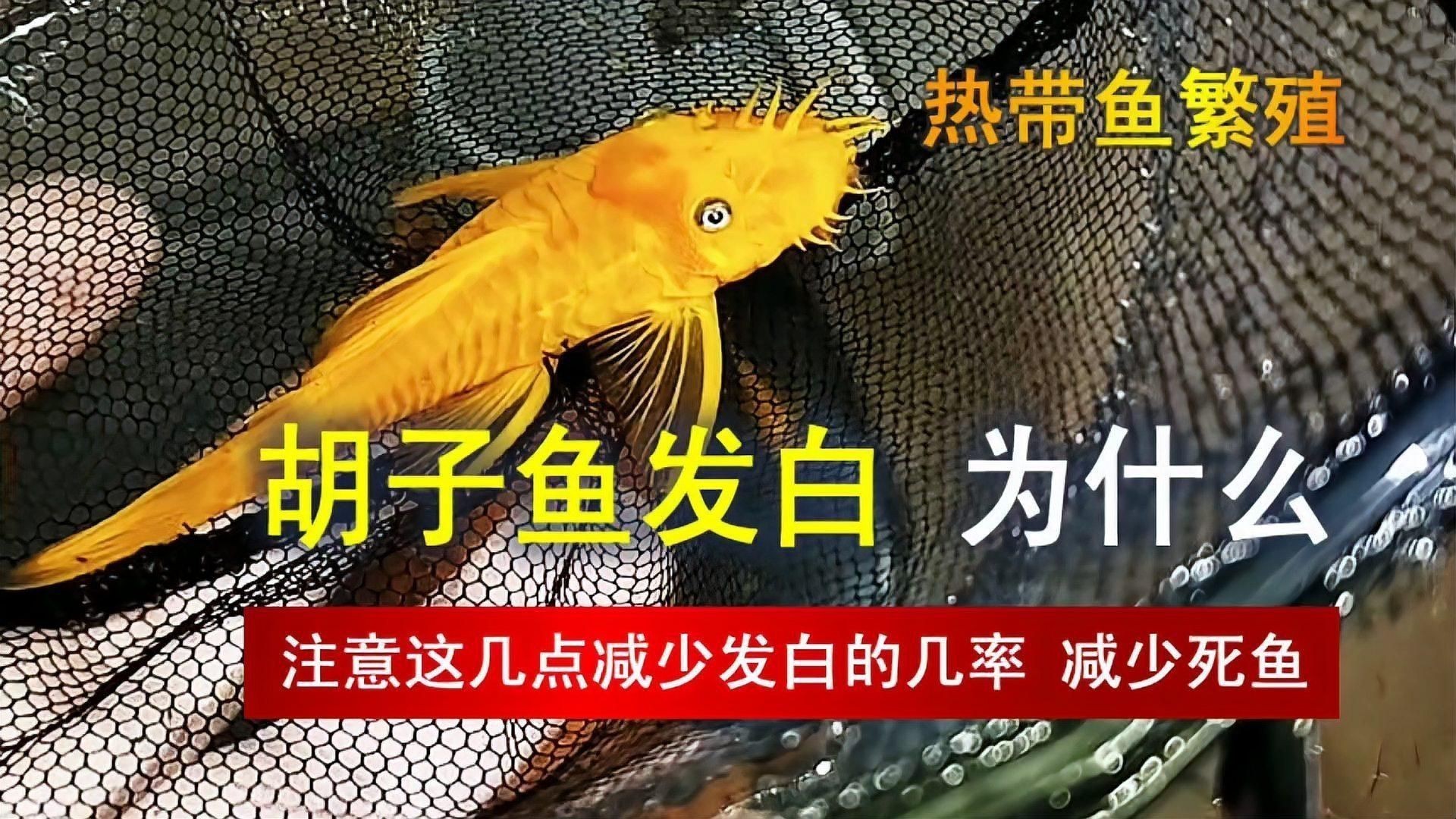 胡子魚好養活嗎 胡子魚好養活嗎 龍魚論壇 第18張