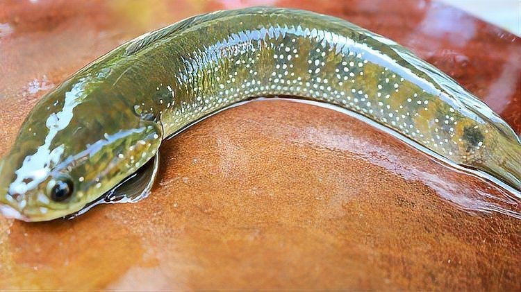 花星魚吃什么食物為主 花星魚吃什么食物為主 龍魚論壇 第4張