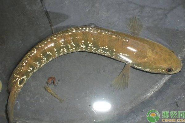 花星魚吃什么食物為主 花星魚吃什么食物為主 龍魚論壇 第3張
