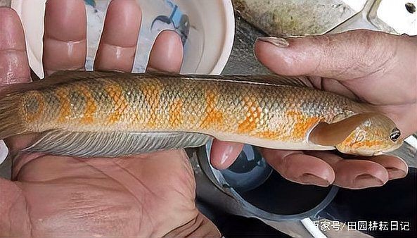 花星魚吃什么食物為主 花星魚吃什么食物為主 龍魚論壇 第7張
