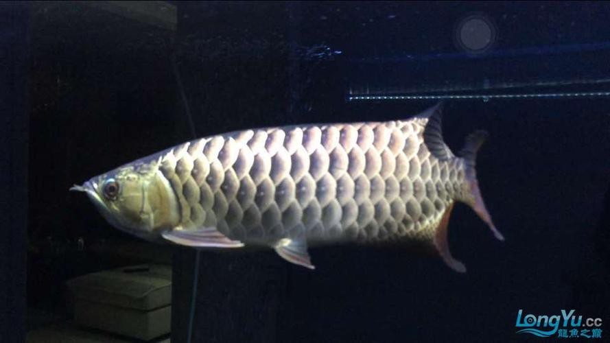 藍(lán)色的龍魚長(zhǎng)什么樣子圖片大全