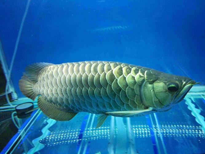 藍(lán)色的龍魚長(zhǎng)什么樣子圖片大全