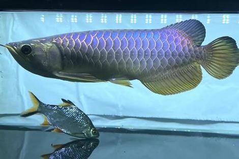 藍(lán)色的龍魚長(zhǎng)什么樣子圖片大全