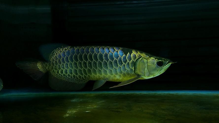 藍(lán)色的龍魚長(zhǎng)什么樣子圖片大全