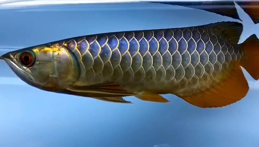 藍(lán)色的龍魚長(zhǎng)什么樣子圖片大全
