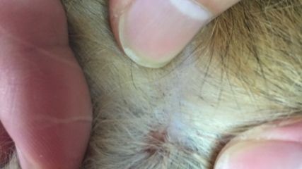 龍魚腮部鼓包怎么治（龍魚腮部鼓包怎么治龍魚腮部疾病需要及時(shí)治療） 龍魚腮部鼓包怎么治（龍魚腮部鼓包怎么治龍魚腮部疾病需要及時(shí)治療） 龍魚百科 第4張