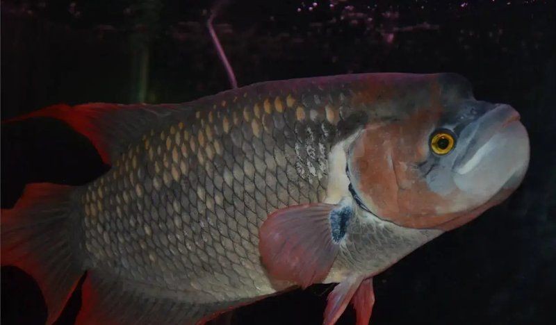 紅尾戰(zhàn)船魚
