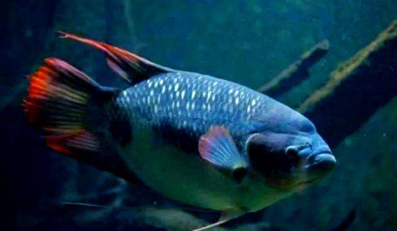 紅尾戰(zhàn)船魚