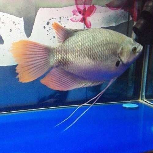 紅尾戰(zhàn)船魚