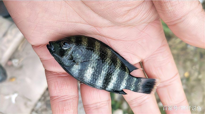 紅尾戰(zhàn)船魚