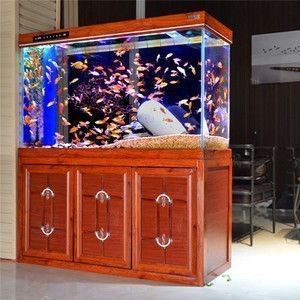 龍魚高檔配魚都有什么魚（七彩神仙魚與龍魚混養指南七彩神仙魚與龍魚混養指南）