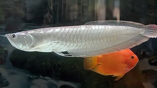 銀龍魚怎么黃化