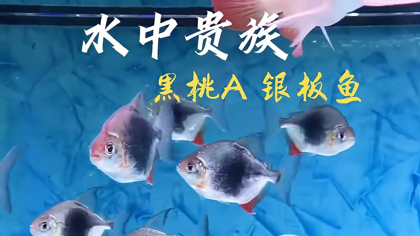 銀板魚適合多大的魚缸？ 銀板魚適合多大的魚缸？ 2025長城杯龍魚大賽 第2張