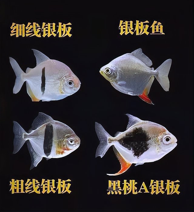 銀板魚適合多大的魚缸？ 銀板魚適合多大的魚缸？ 2025長城杯龍魚大賽 第4張