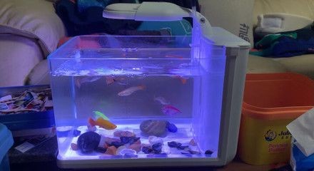 森森魚缸2019最新款（2019最新款森森魚缸2019最新款） 森森魚缸2019最新款（2019最新款森森魚缸2019最新款） 魚缸百科 第3張