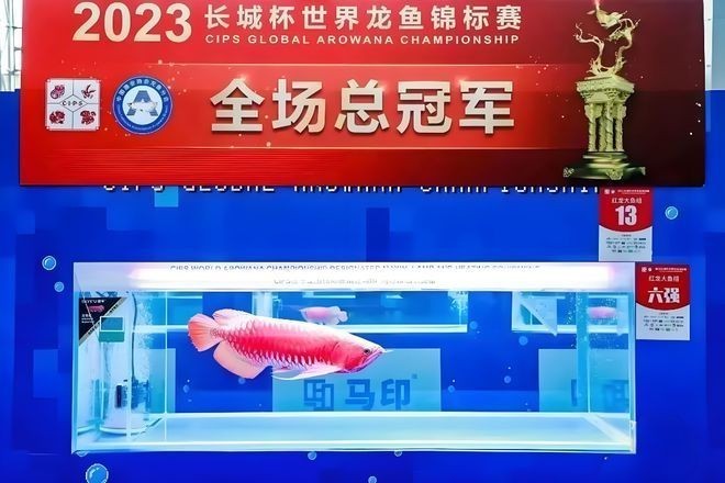 龍魚大賽冠軍